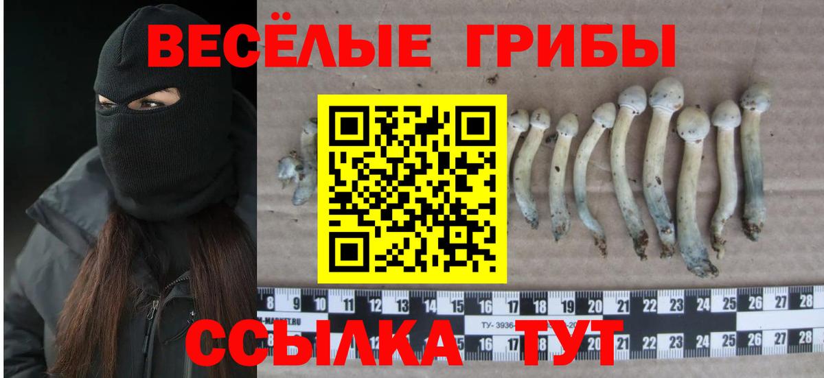 Псилоцибиновые грибы мицелий Искитим